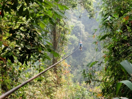 gibbon (61)